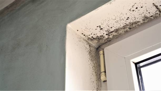 Best Emergency Mold Remediation  in Madison, MN
