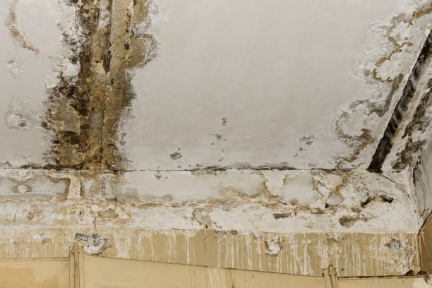 Forensic Mold Investigation in Madison, MN