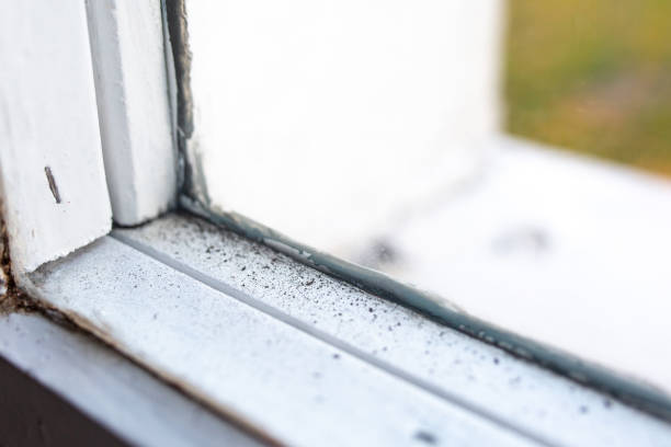 Best Mold Remediation for Healthcare Facilities  in Madison, MN