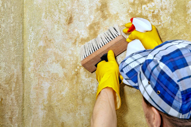 Best Mold Odor Removal Services  in Madison, MN