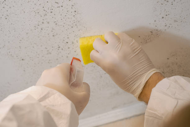 Best Mold Prevention Services  in Madison, MN