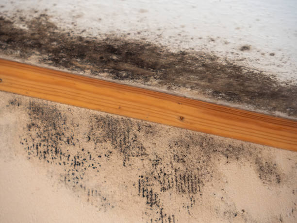  Madison, MN Mold Removal Pros