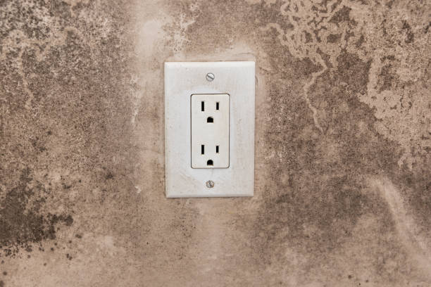 Best Post-Construction Mold Inspection  in Madison, MN