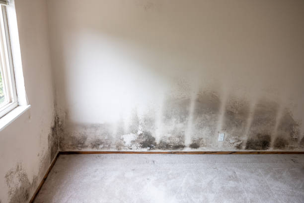 Best Industrial Mold Remediation  in Madison, MN