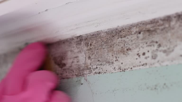 Best Mold Damage Restoration  in Madison, MN